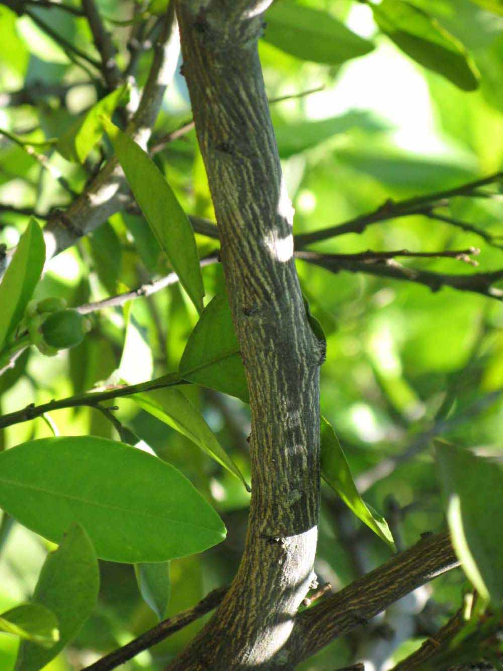              Second - third year twig (Winter Haven, FL)       